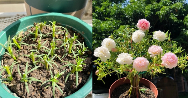 Chơi hoa hết 3 ngày Tết: Thực hiện ngay việc này để cây tiếp tục "hồi sinh", biến ban công thành khu vườn "như mới"