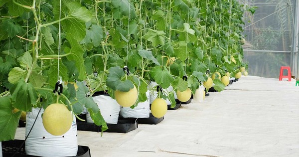 Việt Nam được kỳ vọng Top 1 nông nghiệp bền vững toàn ASEAN, dân cơ khí, mỏ than... khởi nghiệp làm nông kiếm hàng chục tỷ