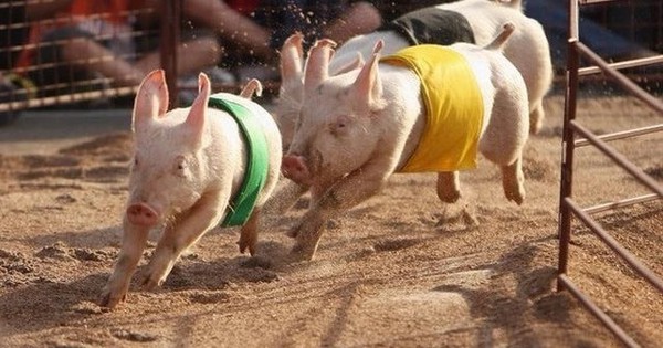 Giá lợn neo cao, “đại gia” chăn nuôi ước lãi tăng trưởng 450% trong quý đầu năm