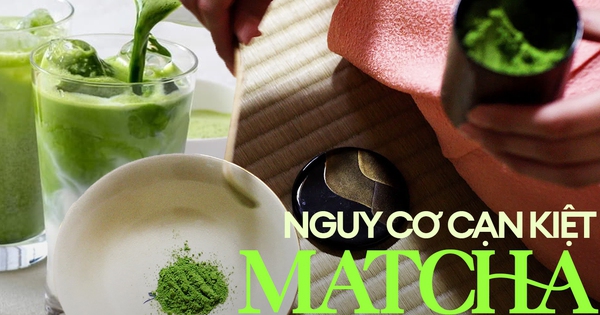 Hàng triệu tín đồ matcha sốc khi biết lý do "bột trà xanh" dần cạn kiệt, có 1 nguyên nhân nhiều người không ngờ tới