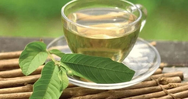 Việt Nam có 1 loại lá chống rụng tóc, kích thích mọc tóc con hiệu quả, là “thần dược” trị nhiều bệnh nhưng chưa nhiều người tận dụng