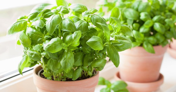 "Vua của các loại rau thơm" ăn vào giúp bổ cho tim mạch, phân hủy sỏi thận