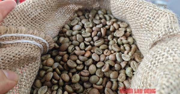 Giá cà phê trong nước phá kỷ lục, nông dân tiếp tục găm hàng