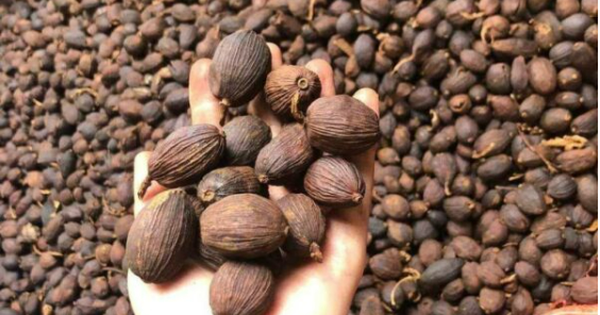 Việt Nam có 1 loại quả phơi khô là “thuốc trường thọ”: Giàu sắt gấp 5 lần thịt bò, bổ máu, dưỡng gan và xương cực hiệu quả