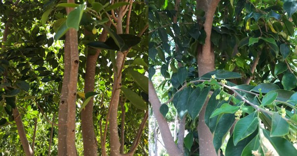 Loại cây Trung Quốc được trồng tại Việt Nam, có cực nhiều công dụng, chẳng trách được ví như ‘vàng’