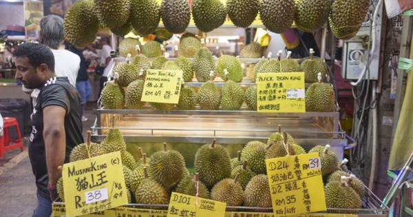 Sau Trung Quốc, sầu riêng Việt Nam và Thái Lan sắp ‘chạm trán’ tại mỏ vàng mới: Quy định ‘dễ thở’ hơn Trung Quốc, lợi thế chi phí nhờ đi đường biển