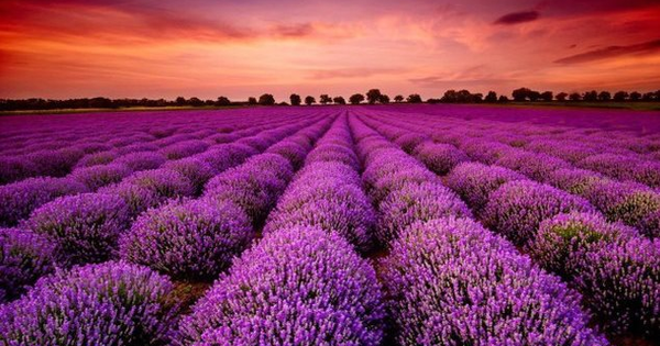 “Chơi lớn” trả cổ tức khủng 480%, doanh nghiệp có thị giá đắt nhất sàn HOSE liên tiếp kịch trần, tăng hơn 30.000 đồng sau 2 phiên