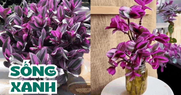 Loại cây xưa mang cho lợn ăn giờ trở thành "bảo bối" trong nhà, người mệnh Hỏa và mệnh Thổ trồng càng may mắn
