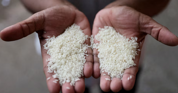 Mỹ có thể 'siết gọng kìm' thuế quan với gạo Thái Lan, cuộc chơi chuyển hướng có lợi cho gạo Việt Nam?