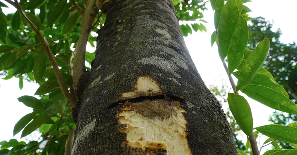 Việt Nam sở hữu loại cây chảy ra “vàng lỏng”, đắt đỏ bậc nhất thế giới: Hóa ra có nhiều công dụng tốt