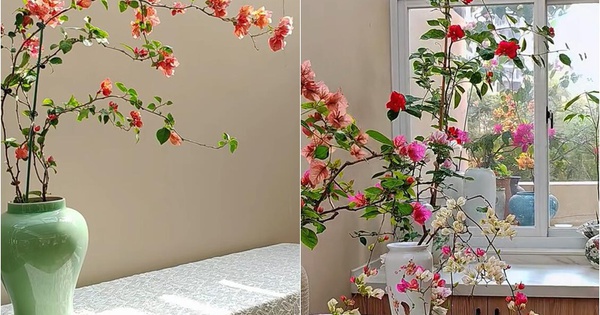 Cây hoa giấy chồng tôi trồng "thực sự đặc biệt", giống như một bức tranh, bất kỳ ai nhìn thấy cũng sẽ thốt lên "đẹp"