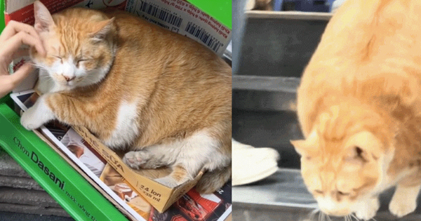 "Cậu cả" tiệm tạp hóa Thái Hà: Chú mèo cam 12kg phủ sóng MXH, danh tiếng còn lan sang cả xứ sở Chùa Vàng