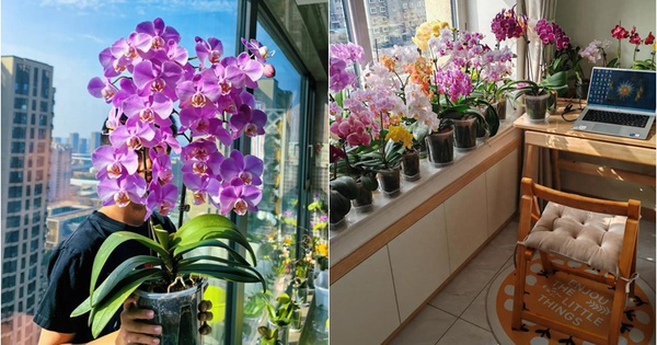 Chàng trai trẻ xây dựng một khu vườn lan hồ điệp chỉ với "0 đồng", khiến cư dân mạng phải thốt lên: Sao mình không nghĩ ra nhỉ?