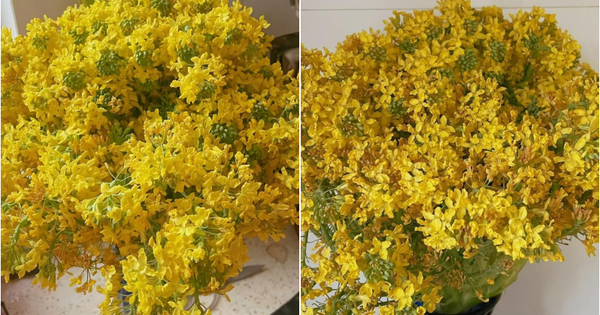 Sống 30 năm chưa bao giờ biết hoa súp lơ trông như thế nào cho tới khi cắm thử