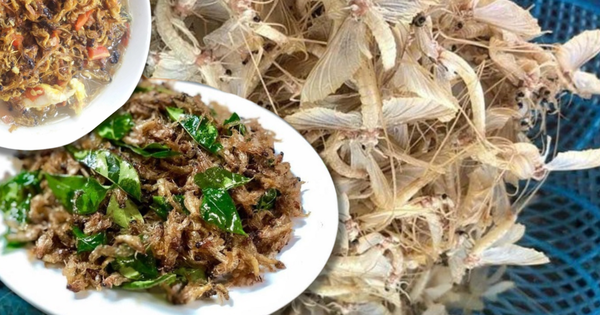 Đặc sản sông Hồng mùa này: Đắt tới 500 nghìn/kg nhưng vẫn chẳng có mà mua, nấu món nào cũng ngon "hết sảy"