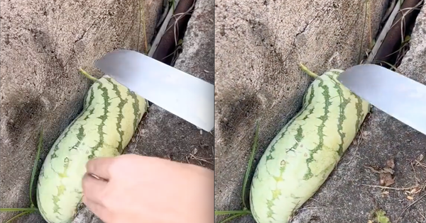 Quả dưa hấu "vặn vẹo" vì mắc kẹt trong khe tường nhưng khi nhìn người ta lấy ra thì ai cũng trầm trồ