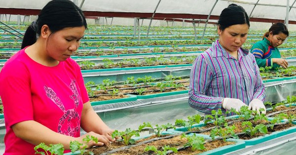 Báo Úc đánh giá đây là loại rau tốt nhất mọi thời đại: Người Việt trồng nhiều nơi, lãi trăm triệu/ha