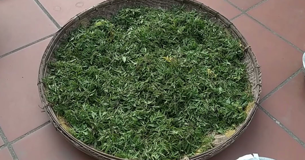 Lá của cây này được ví như "nhân sâm của người nghèo", ở quê có đầy đừng bỏ phí