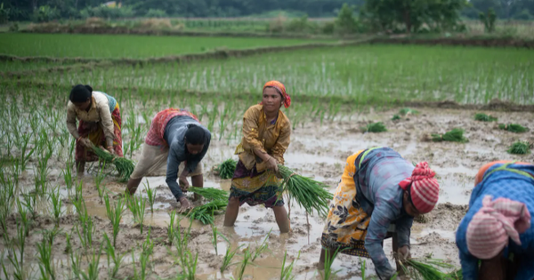 Ấn Độ, Indonesia đồng loạt ‘phả hơi nóng’ lên thị trường gạo: Giá gạo Thái Lan xuống mức thấp nhất 11 năm, Việt Nam cũng bị ảnh hưởng