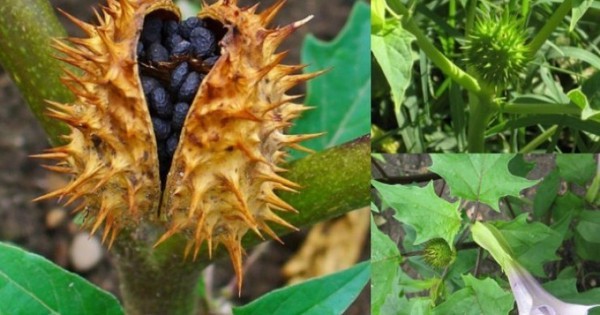 Cây lạ mọc “sầu riêng tí hon”, tên nghe rùng rợn nhưng hái bán là ra tiền