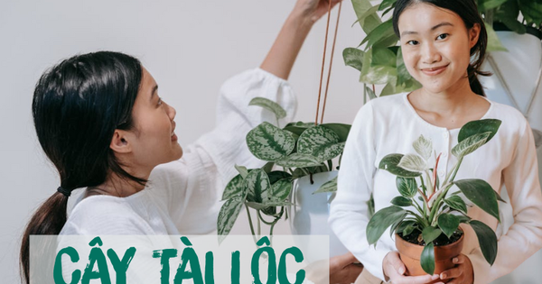 5 loại cây phong thủy giúp phụ nữ "mở lối tài lộc" khi làm kinh doanh tại gia