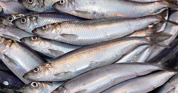 Loại cá giàu omega 3 ngang cá hồi nhưng giá rẻ hơn: Việt Nam khai thác nhiều, người Nhật cực chuộng