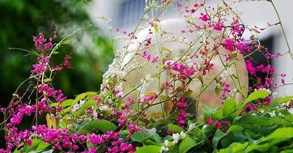 Loài hoa này nở quanh năm chẳng thua hoa giấy, đẹp như cảnh phim Hàn, giâm cành 10 ngày là "nức nở" cả ban công