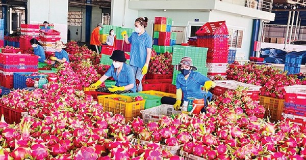 Thanh long bất ngờ soán ngôi 'vua' trái cây Việt Nam