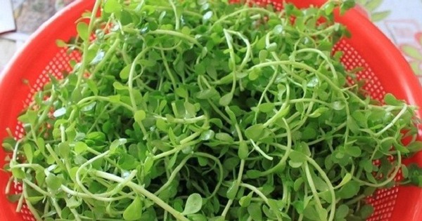 Loại rau hoang mọc vô tội vạ ở đầm lầy, giờ chễm chệ lên mâm nhà giàu: Có thời điểm giá đắt hơn thịt