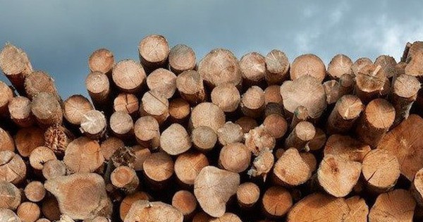 Mỹ đổ hơn 2 tỷ USD săn 'cây kim tiền' của Việt Nam: thuế nhập khẩu 0%, Việt Nam là ông trùm đứng thứ 5 thế giới
