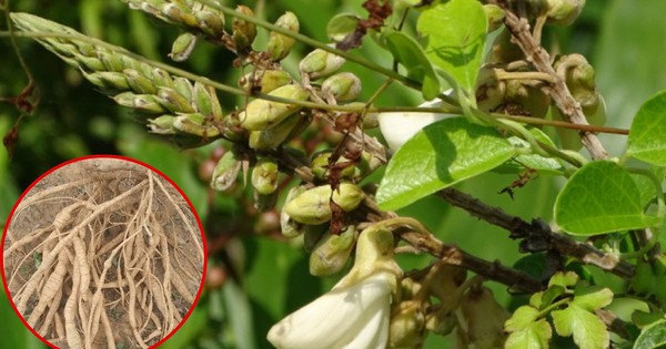 Loài cây mọc dại, cực dễ sống, giờ thành “vàng trong đất”: Vừa giữ rừng, vừa kiếm hàng trăm triệu