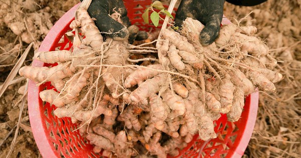 Loại củ lọt top chống viêm tốt nhất thế giới: Việt Nam trữ lượng dồi dào, diện tích trồng lớn bậc nhất