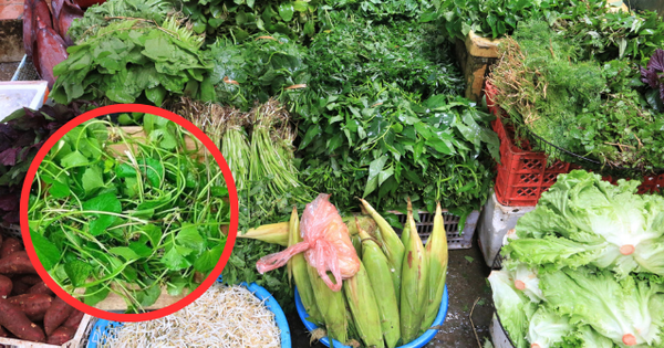 Loại rau dại xưa nhổ vứt đi, giờ được ví như "vàng trên mặt đất": Nhà giàu thi nhau mua!