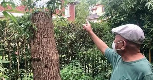 Cắt tỉa cây long não mọc trong vườn nhà, người đàn ông bất ngờ bị khởi kiện, tòa tuyên bố: Phải bồi thường 500 triệu đồng