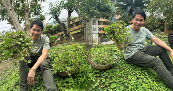 Ca sĩ Trọng Tấn khoe "cả tạ" rau, chẳng cần chăm bón mà vẫn mơn mởn, netizen hào hứng gợi ý đủ món ngon