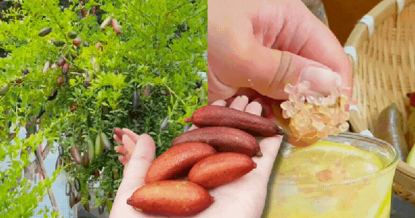 Cây chanh ngón tay – “trứng cá hồi của thế giới thực vật” đang khiến giới yêu cây mê mẩn: Đúng là cây cảnh của giới tinh tế, gia vị của người sành ăn!