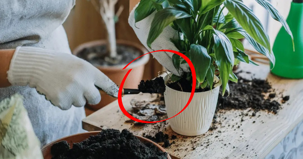 Chỉ cần 1 thìa "thuốc tiên" này, cây lớn nhanh như thổi, hoa nở to như cái bát, lá bóng như bôi mỡ