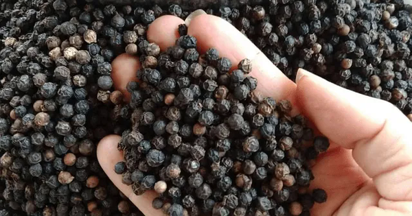 Vietnam’s export pepper price continues to increase