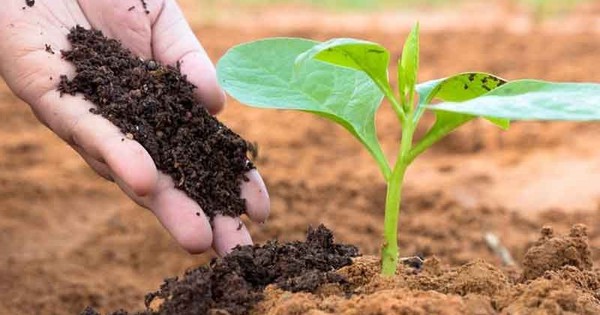Bộ đôi doanh nghiệp phân bón báo lãi tăng bằng lần, cổ phiếu liền "bốc đầu" kịch trần, có mã lên đỉnh lịch sử