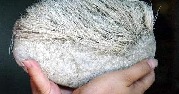 Lão nông phát hiện “tảng đá mọc tóc trắng”, chuyên gia lập tức phong tỏa cả ngôi làng: Loài vật quý hiếm bậc nhất hành tinh xuất hiện