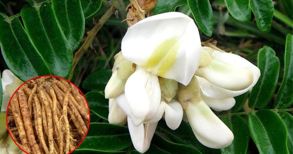 Việt Nam có một loại cây dại được ví như 'vàng trong đất', dùng để bồi bổ, chữa ho cực tốt