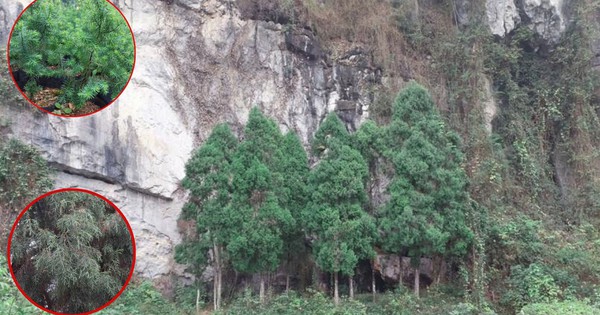 Việt Nam có loài vương mộc đắt hơn ‘vàng ròng’, chủ sở hữu được trả 10 tỷ vẫn không bán