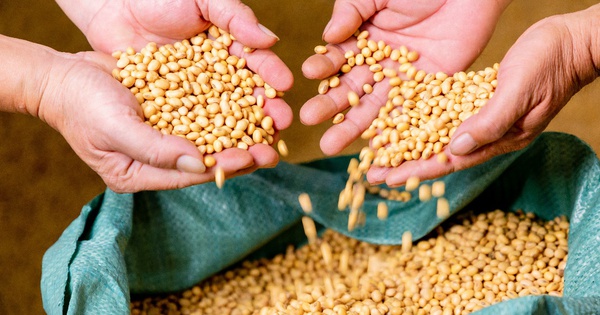 Đậu nành – “Nhà máy sản xuất đạm tự nhiên”