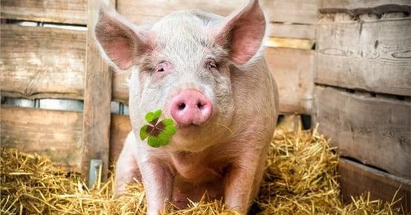 DN chăn nuôi vốn hoá hơn 9.000 tỷ báo lãi quý 1/2025 tăng đột biến 600%, đạt hơn 50% kế hoạch năm
