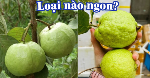 Mua ổi nên chọn quả sần sùi hay trơn nhẵn: 99% người hiểu sai vấn đề