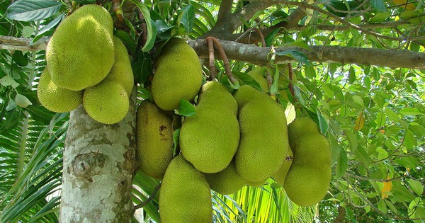 4 loại cây ăn quả KHÔNG NÊN trồng trước cửa nhà: Dân gian kiêng vì ảnh hưởng tài lộc và phong thủy