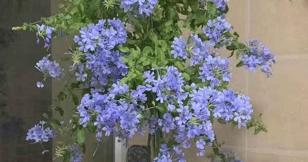 3 loài hoa "nghiện" phân bón, một khi được "ăn no" thì rễ chắc khỏe, lá xanh mướt, hoa nở như suối vỡ bờ