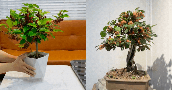 Chơi bonsai dâu tằm – Thú tao nhã mới của giới mê cây: Vừa có quả ngọt, vừa hút tài lộc