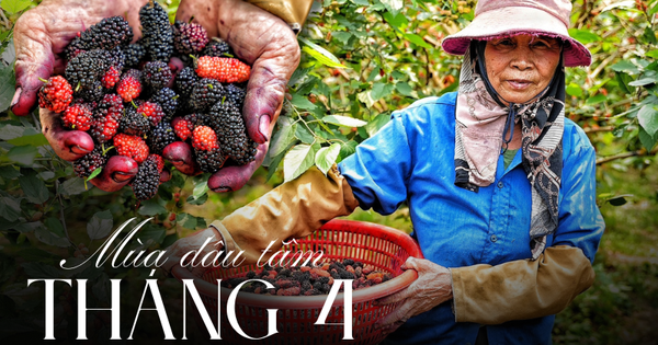 Loại quả từ loài cây "cổ lỗ sĩ", vươn mình thành cây kinh tế giúp nhiều nông dân "tím tay" đổi đời