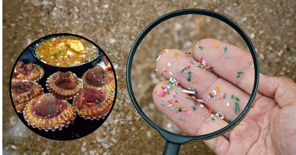 Loại hải sản cực bổ nhưng 1 gram ‘ngậm’ tới 10 hạt vi nhựa: Bác sĩ chỉ rõ 4 lưu ý khi ăn